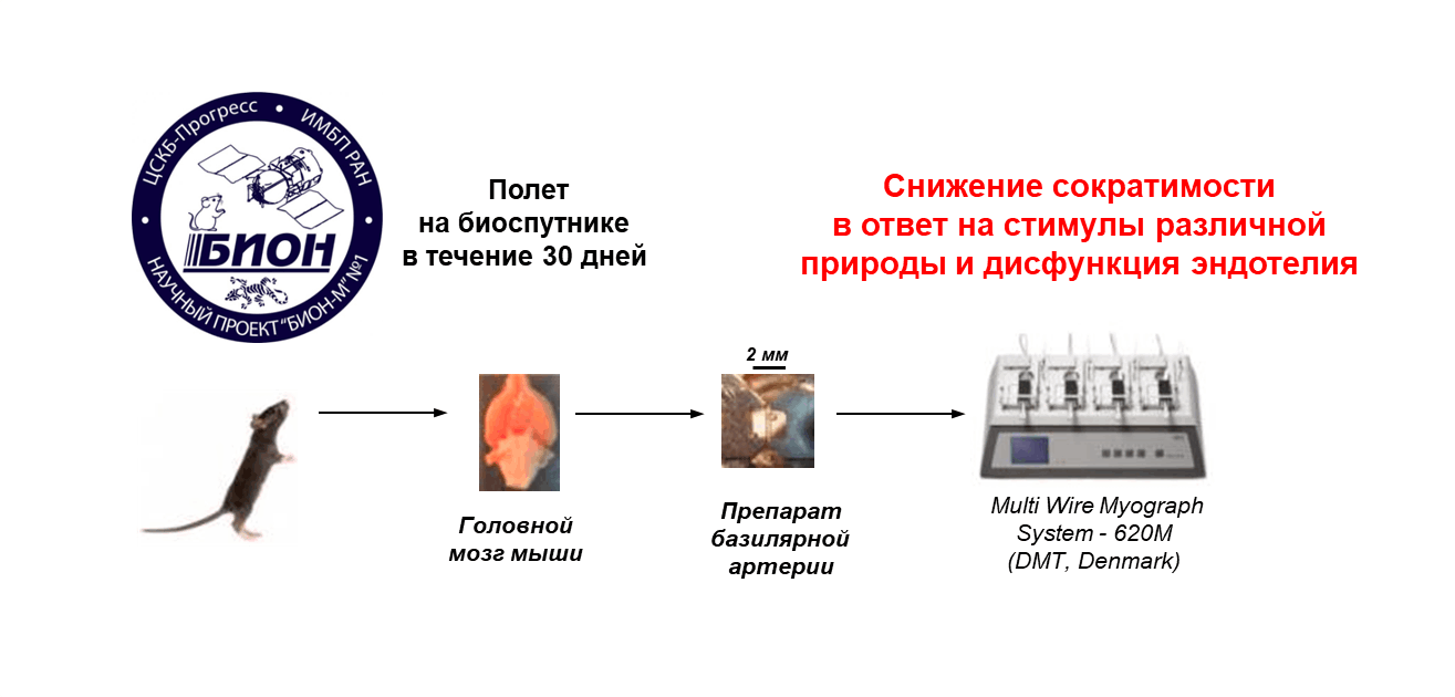 Физиологические изменения в организме при беременности