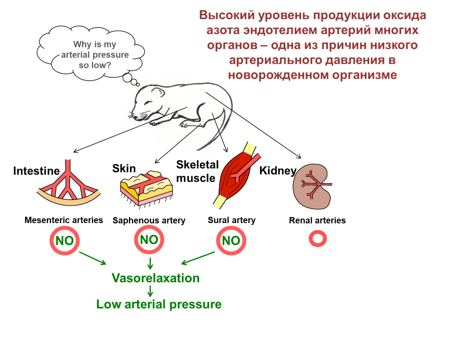 УЗ «Могилевская городская больница скорой медицинской помощи»