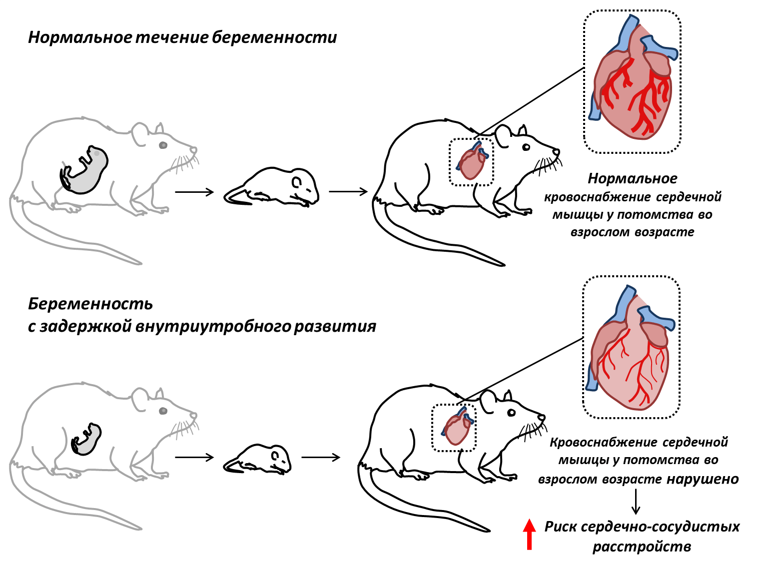 Физиология кровообращения